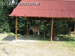 [P12] Caprioare si cerbi in parcul zoo » foto by simplegirl
 - 
<span class="allrVoted glyphicon glyphicon-heart hidden" id="av893955"></span>
<a class="m-l-10 hidden" id="sv893955" onclick="voting_Foto_DelVot(,893955,5575)" role="button">șterge vot <span class="glyphicon glyphicon-remove"></span></a>
<a id="v9893955" class=" c-red"  onclick="voting_Foto_SetVot(893955)" role="button"><span class="glyphicon glyphicon-heart-empty"></span> <b>LIKE</b> = Votează poza</a> <img class="hidden"  id="f893955W9" src="/imagini/loader.gif" border="0" /><span class="AjErrMes hidden" id="e893955ErM"></span>