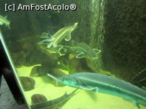[P17] Aquariul » foto by Michi
 - 
<span class="allrVoted glyphicon glyphicon-heart hidden" id="av1016170"></span>
<a class="m-l-10 hidden" id="sv1016170" onclick="voting_Foto_DelVot(,1016170,5575)" role="button">șterge vot <span class="glyphicon glyphicon-remove"></span></a>
<a id="v91016170" class=" c-red"  onclick="voting_Foto_SetVot(1016170)" role="button"><span class="glyphicon glyphicon-heart-empty"></span> <b>LIKE</b> = Votează poza</a> <img class="hidden"  id="f1016170W9" src="/imagini/loader.gif" border="0" /><span class="AjErrMes hidden" id="e1016170ErM"></span>