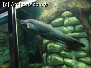 [P19] Aquariul » foto by Michi
 - 
<span class="allrVoted glyphicon glyphicon-heart hidden" id="av1016172"></span>
<a class="m-l-10 hidden" id="sv1016172" onclick="voting_Foto_DelVot(,1016172,5575)" role="button">șterge vot <span class="glyphicon glyphicon-remove"></span></a>
<a id="v91016172" class=" c-red"  onclick="voting_Foto_SetVot(1016172)" role="button"><span class="glyphicon glyphicon-heart-empty"></span> <b>LIKE</b> = Votează poza</a> <img class="hidden"  id="f1016172W9" src="/imagini/loader.gif" border="0" /><span class="AjErrMes hidden" id="e1016172ErM"></span>