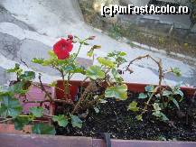 [P12] Una dintre jardinierele atasate de balustrada balconului. » foto by Paty
 - 
<span class="allrVoted glyphicon glyphicon-heart hidden" id="av155172"></span>
<a class="m-l-10 hidden" id="sv155172" onclick="voting_Foto_DelVot(,155172,5645)" role="button">șterge vot <span class="glyphicon glyphicon-remove"></span></a>
<a id="v9155172" class=" c-red"  onclick="voting_Foto_SetVot(155172)" role="button"><span class="glyphicon glyphicon-heart-empty"></span> <b>LIKE</b> = Votează poza</a> <img class="hidden"  id="f155172W9" src="/imagini/loader.gif" border="0" /><span class="AjErrMes hidden" id="e155172ErM"></span>