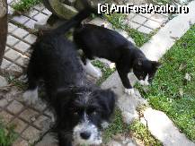 [P44] are chef de joaca cu prietenul lui kitty » foto by neagugaby
 - 
<span class="allrVoted glyphicon glyphicon-heart hidden" id="av71378"></span>
<a class="m-l-10 hidden" id="sv71378" onclick="voting_Foto_DelVot(,71378,5662)" role="button">șterge vot <span class="glyphicon glyphicon-remove"></span></a>
<a id="v971378" class=" c-red"  onclick="voting_Foto_SetVot(71378)" role="button"><span class="glyphicon glyphicon-heart-empty"></span> <b>LIKE</b> = Votează poza</a> <img class="hidden"  id="f71378W9" src="/imagini/loader.gif" border="0" /><span class="AjErrMes hidden" id="e71378ErM"></span>