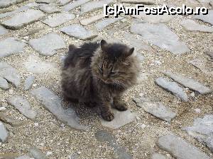 [P43] O altă felină din Bojentsi » foto by irinad
 - 
<span class="allrVoted glyphicon glyphicon-heart hidden" id="av700473"></span>
<a class="m-l-10 hidden" id="sv700473" onclick="voting_Foto_DelVot(,700473,5666)" role="button">șterge vot <span class="glyphicon glyphicon-remove"></span></a>
<a id="v9700473" class=" c-red"  onclick="voting_Foto_SetVot(700473)" role="button"><span class="glyphicon glyphicon-heart-empty"></span> <b>LIKE</b> = Votează poza</a> <img class="hidden"  id="f700473W9" src="/imagini/loader.gif" border="0" /><span class="AjErrMes hidden" id="e700473ErM"></span>