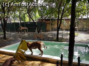 [P11] Tiger Kingdom » foto by Roxie
 - 
<span class="allrVoted glyphicon glyphicon-heart hidden" id="av938797"></span>
<a class="m-l-10 hidden" id="sv938797" onclick="voting_Foto_DelVot(,938797,5678)" role="button">șterge vot <span class="glyphicon glyphicon-remove"></span></a>
<a id="v9938797" class=" c-red"  onclick="voting_Foto_SetVot(938797)" role="button"><span class="glyphicon glyphicon-heart-empty"></span> <b>LIKE</b> = Votează poza</a> <img class="hidden"  id="f938797W9" src="/imagini/loader.gif" border="0" /><span class="AjErrMes hidden" id="e938797ErM"></span>