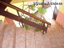 [P18] Scara decorata cu plante ornamentale » foto by georgiana
 - 
<span class="allrVoted glyphicon glyphicon-heart hidden" id="av71796"></span>
<a class="m-l-10 hidden" id="sv71796" onclick="voting_Foto_DelVot(,71796,5694)" role="button">șterge vot <span class="glyphicon glyphicon-remove"></span></a>
<a id="v971796" class=" c-red"  onclick="voting_Foto_SetVot(71796)" role="button"><span class="glyphicon glyphicon-heart-empty"></span> <b>LIKE</b> = Votează poza</a> <img class="hidden"  id="f71796W9" src="/imagini/loader.gif" border="0" /><span class="AjErrMes hidden" id="e71796ErM"></span>