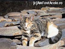 [P04] Eu nu nu o mare iubitoare de pisici, insa pisoiul asta m-a distrat la maxim, o tinea intr-o joaca continua. Am fost surprinsa sa-l vad stand, lenevind la soare...dar nu a durat foarte mult starea de liniste:-) » foto by lucia_m
 - 
<span class="allrVoted glyphicon glyphicon-heart hidden" id="av161966"></span>
<a class="m-l-10 hidden" id="sv161966" onclick="voting_Foto_DelVot(,161966,5701)" role="button">șterge vot <span class="glyphicon glyphicon-remove"></span></a>
<a id="v9161966" class=" c-red"  onclick="voting_Foto_SetVot(161966)" role="button"><span class="glyphicon glyphicon-heart-empty"></span> <b>LIKE</b> = Votează poza</a> <img class="hidden"  id="f161966W9" src="/imagini/loader.gif" border="0" /><span class="AjErrMes hidden" id="e161966ErM"></span>