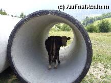 [P04] si ea se ascundea de soare » foto by alex_nashu
 - 
<span class="allrVoted glyphicon glyphicon-heart hidden" id="av72210"></span>
<a class="m-l-10 hidden" id="sv72210" onclick="voting_Foto_DelVot(,72210,5701)" role="button">șterge vot <span class="glyphicon glyphicon-remove"></span></a>
<a id="v972210" class=" c-red"  onclick="voting_Foto_SetVot(72210)" role="button"><span class="glyphicon glyphicon-heart-empty"></span> <b>LIKE</b> = Votează poza</a> <img class="hidden"  id="f72210W9" src="/imagini/loader.gif" border="0" /><span class="AjErrMes hidden" id="e72210ErM"></span>