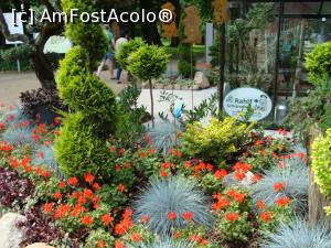 [P18] Detaliu din marele spectacol horticultural -Eutin 2016, amplasat pe mosiile castelului » foto by mireille
 - 
<span class="allrVoted glyphicon glyphicon-heart hidden" id="av795061"></span>
<a class="m-l-10 hidden" id="sv795061" onclick="voting_Foto_DelVot(,795061,5702)" role="button">șterge vot <span class="glyphicon glyphicon-remove"></span></a>
<a id="v9795061" class=" c-red"  onclick="voting_Foto_SetVot(795061)" role="button"><span class="glyphicon glyphicon-heart-empty"></span> <b>LIKE</b> = Votează poza</a> <img class="hidden"  id="f795061W9" src="/imagini/loader.gif" border="0" /><span class="AjErrMes hidden" id="e795061ErM"></span>
