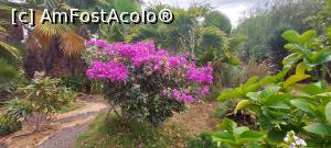 [P37] 37. Cred că florile astea sunt „Bougainvillea”, sau florile de „hârtie”, cum li se mai spune. » foto by doinafil
 - 
<span class="allrVoted glyphicon glyphicon-heart hidden" id="av1360479"></span>
<a class="m-l-10 hidden" id="sv1360479" onclick="voting_Foto_DelVot(,1360479,5709)" role="button">șterge vot <span class="glyphicon glyphicon-remove"></span></a>
<a id="v91360479" class=" c-red"  onclick="voting_Foto_SetVot(1360479)" role="button"><span class="glyphicon glyphicon-heart-empty"></span> <b>LIKE</b> = Votează poza</a> <img class="hidden"  id="f1360479W9" src="/imagini/loader.gif" border="0" /><span class="AjErrMes hidden" id="e1360479ErM"></span>