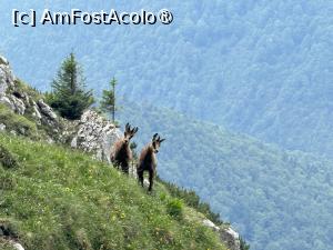 [P01] Ieduți curioși o așteptau pe mama lor » foto by Mika
 - 
<span class="allrVoted glyphicon glyphicon-heart hidden" id="av1491757"></span>
<a class="m-l-10 hidden" id="sv1491757" onclick="voting_Foto_DelVot(,1491757,5764)" role="button">șterge vot <span class="glyphicon glyphicon-remove"></span></a>
<a id="v91491757" class=" c-red"  onclick="voting_Foto_SetVot(1491757)" role="button"><span class="glyphicon glyphicon-heart-empty"></span> <b>LIKE</b> = Votează poza</a> <img class="hidden"  id="f1491757W9" src="/imagini/loader.gif" border="0" /><span class="AjErrMes hidden" id="e1491757ErM"></span>