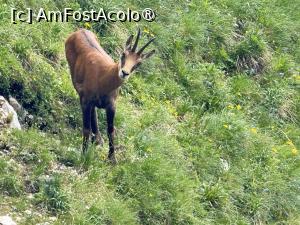 [P04] Ce căutați voi aici » foto by Mika
 - 
<span class="allrVoted glyphicon glyphicon-heart hidden" id="av1491760"></span>
<a class="m-l-10 hidden" id="sv1491760" onclick="voting_Foto_DelVot(,1491760,5764)" role="button">șterge vot <span class="glyphicon glyphicon-remove"></span></a>
<a id="v91491760" class=" c-red"  onclick="voting_Foto_SetVot(1491760)" role="button"><span class="glyphicon glyphicon-heart-empty"></span> <b>LIKE</b> = Votează poza</a> <img class="hidden"  id="f1491760W9" src="/imagini/loader.gif" border="0" /><span class="AjErrMes hidden" id="e1491760ErM"></span>