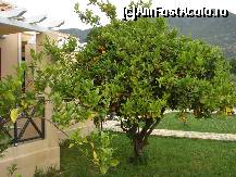 [P33] Portocal salbatic in curte langa parcare » foto by ionescunic
 - 
<span class="allrVoted glyphicon glyphicon-heart hidden" id="av79477"></span>
<a class="m-l-10 hidden" id="sv79477" onclick="voting_Foto_DelVot(,79477,5898)" role="button">șterge vot <span class="glyphicon glyphicon-remove"></span></a>
<a id="v979477" class=" c-red"  onclick="voting_Foto_SetVot(79477)" role="button"><span class="glyphicon glyphicon-heart-empty"></span> <b>LIKE</b> = Votează poza</a> <img class="hidden"  id="f79477W9" src="/imagini/loader.gif" border="0" /><span class="AjErrMes hidden" id="e79477ErM"></span>