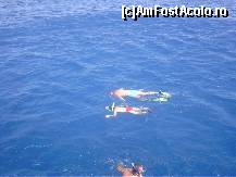 [P11] Snorkeling in preajma unui recif de corali... Pentru cine stie sa inoate... » foto by IUBONI
 - 
<span class="allrVoted glyphicon glyphicon-heart hidden" id="av82601"></span>
<a class="m-l-10 hidden" id="sv82601" onclick="voting_Foto_DelVot(,82601,5993)" role="button">șterge vot <span class="glyphicon glyphicon-remove"></span></a>
<a id="v982601" class=" c-red"  onclick="voting_Foto_SetVot(82601)" role="button"><span class="glyphicon glyphicon-heart-empty"></span> <b>LIKE</b> = Votează poza</a> <img class="hidden"  id="f82601W9" src="/imagini/loader.gif" border="0" /><span class="AjErrMes hidden" id="e82601ErM"></span>