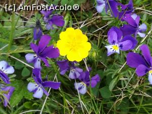 [P56] Aranjament floral făcut de mama natură » foto by Mika
 - 
<span class="allrVoted glyphicon glyphicon-heart hidden" id="av1168500"></span>
<a class="m-l-10 hidden" id="sv1168500" onclick="voting_Foto_DelVot(,1168500,6055)" role="button">șterge vot <span class="glyphicon glyphicon-remove"></span></a>
<a id="v91168500" class=" c-red"  onclick="voting_Foto_SetVot(1168500)" role="button"><span class="glyphicon glyphicon-heart-empty"></span> <b>LIKE</b> = Votează poza</a> <img class="hidden"  id="f1168500W9" src="/imagini/loader.gif" border="0" /><span class="AjErrMes hidden" id="e1168500ErM"></span>