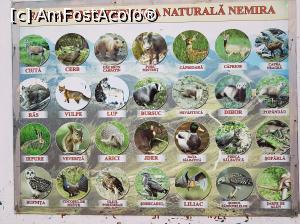 [P42] Fauna din jurul stațiunii.  » foto by Floryn81
 - 
<span class="allrVoted glyphicon glyphicon-heart hidden" id="av1019471"></span>
<a class="m-l-10 hidden" id="sv1019471" onclick="voting_Foto_DelVot(,1019471,6086)" role="button">șterge vot <span class="glyphicon glyphicon-remove"></span></a>
<a id="v91019471" class=" c-red"  onclick="voting_Foto_SetVot(1019471)" role="button"><span class="glyphicon glyphicon-heart-empty"></span> <b>LIKE</b> = Votează poza</a> <img class="hidden"  id="f1019471W9" src="/imagini/loader.gif" border="0" /><span class="AjErrMes hidden" id="e1019471ErM"></span>