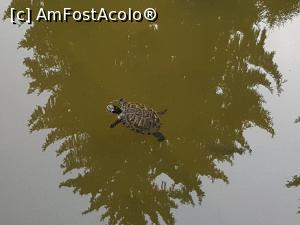 [P47] O broscuță stă pe lac...  » foto by Floryn81
 - 
<span class="allrVoted glyphicon glyphicon-heart hidden" id="av1019608"></span>
<a class="m-l-10 hidden" id="sv1019608" onclick="voting_Foto_DelVot(,1019608,6086)" role="button">șterge vot <span class="glyphicon glyphicon-remove"></span></a>
<a id="v91019608" class=" c-red"  onclick="voting_Foto_SetVot(1019608)" role="button"><span class="glyphicon glyphicon-heart-empty"></span> <b>LIKE</b> = Votează poza</a> <img class="hidden"  id="f1019608W9" src="/imagini/loader.gif" border="0" /><span class="AjErrMes hidden" id="e1019608ErM"></span>