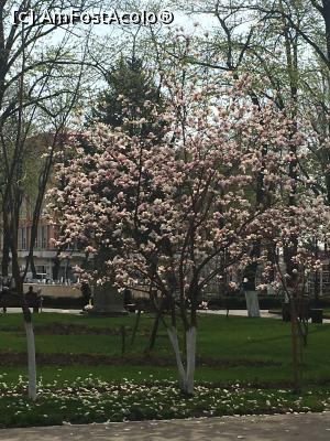 [P23] Magnolie înflorită din Parcul Central » foto by Yersinia Pestis
 - 
<span class="allrVoted glyphicon glyphicon-heart hidden" id="av960524"></span>
<a class="m-l-10 hidden" id="sv960524" onclick="voting_Foto_DelVot(,960524,6159)" role="button">șterge vot <span class="glyphicon glyphicon-remove"></span></a>
<a id="v9960524" class=" c-red"  onclick="voting_Foto_SetVot(960524)" role="button"><span class="glyphicon glyphicon-heart-empty"></span> <b>LIKE</b> = Votează poza</a> <img class="hidden"  id="f960524W9" src="/imagini/loader.gif" border="0" /><span class="AjErrMes hidden" id="e960524ErM"></span>