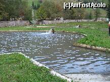 [P22] cele mai mari bazine din pastravarie gazduiau puiet mai mare, in spate se vad custile unor caini ciobanesti de care Piri s-a indragostit iremediabil » foto by valimi
 - 
<span class="allrVoted glyphicon glyphicon-heart hidden" id="av142721"></span>
<a class="m-l-10 hidden" id="sv142721" onclick="voting_Foto_DelVot(,142721,6227)" role="button">șterge vot <span class="glyphicon glyphicon-remove"></span></a>
<a id="v9142721" class=" c-red"  onclick="voting_Foto_SetVot(142721)" role="button"><span class="glyphicon glyphicon-heart-empty"></span> <b>LIKE</b> = Votează poza</a> <img class="hidden"  id="f142721W9" src="/imagini/loader.gif" border="0" /><span class="AjErrMes hidden" id="e142721ErM"></span>