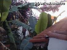 [P07] Balconul 'tropical' al vilei Stelitza... » foto by dorin k*
 - 
<span class="allrVoted glyphicon glyphicon-heart hidden" id="av105104"></span>
<a class="m-l-10 hidden" id="sv105104" onclick="voting_Foto_DelVot(,105104,6248)" role="button">șterge vot <span class="glyphicon glyphicon-remove"></span></a>
<a id="v9105104" class=" c-red"  onclick="voting_Foto_SetVot(105104)" role="button"><span class="glyphicon glyphicon-heart-empty"></span> <b>LIKE</b> = Votează poza</a> <img class="hidden"  id="f105104W9" src="/imagini/loader.gif" border="0" /><span class="AjErrMes hidden" id="e105104ErM"></span>