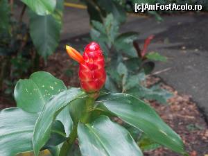 P18 [DEC-2014] A inceput sa infloreasca! Ginger Garden