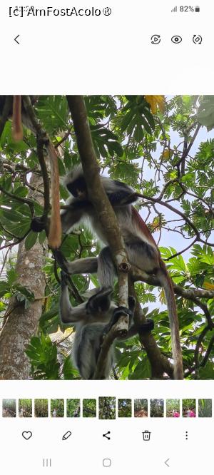 [P01] Maimute Red Colobus » foto by Tonyc
 - 
<span class="allrVoted glyphicon glyphicon-heart hidden" id="av1516875"></span>
<a class="m-l-10 hidden" id="sv1516875" onclick="voting_Foto_DelVot(,1516875,6379)" role="button">șterge vot <span class="glyphicon glyphicon-remove"></span></a>
<a id="v91516875" class=" c-red"  onclick="voting_Foto_SetVot(1516875)" role="button"><span class="glyphicon glyphicon-heart-empty"></span> <b>LIKE</b> = Votează poza</a> <img class="hidden"  id="f1516875W9" src="/imagini/loader.gif" border="0" /><span class="AjErrMes hidden" id="e1516875ErM"></span>