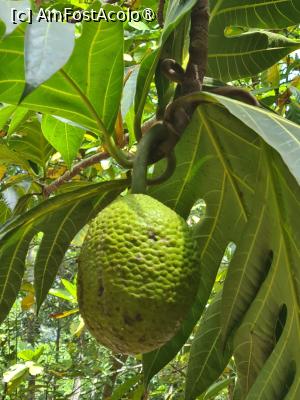 [P27] Jack Fruit » foto by Tonyc
 - 
<span class="allrVoted glyphicon glyphicon-heart hidden" id="av1516901"></span>
<a class="m-l-10 hidden" id="sv1516901" onclick="voting_Foto_DelVot(,1516901,6379)" role="button">șterge vot <span class="glyphicon glyphicon-remove"></span></a>
<a id="v91516901" class=" c-red"  onclick="voting_Foto_SetVot(1516901)" role="button"><span class="glyphicon glyphicon-heart-empty"></span> <b>LIKE</b> = Votează poza</a> <img class="hidden"  id="f1516901W9" src="/imagini/loader.gif" border="0" /><span class="AjErrMes hidden" id="e1516901ErM"></span>