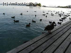 [P21] Nelipsitele rate in apropierea portului.  » foto by nelu73
 - 
<span class="allrVoted glyphicon glyphicon-heart hidden" id="av994163"></span>
<a class="m-l-10 hidden" id="sv994163" onclick="voting_Foto_DelVot(,994163,6382)" role="button">șterge vot <span class="glyphicon glyphicon-remove"></span></a>
<a id="v9994163" class=" c-red"  onclick="voting_Foto_SetVot(994163)" role="button"><span class="glyphicon glyphicon-heart-empty"></span> <b>LIKE</b> = Votează poza</a> <img class="hidden"  id="f994163W9" src="/imagini/loader.gif" border="0" /><span class="AjErrMes hidden" id="e994163ErM"></span>