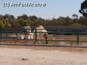 [P15] Friguia Park Tunisia - dromader » foto by nicole33
 - 
<span class="allrVoted glyphicon glyphicon-heart hidden" id="av1343502"></span>
<a class="m-l-10 hidden" id="sv1343502" onclick="voting_Foto_DelVot(,1343502,6402)" role="button">șterge vot <span class="glyphicon glyphicon-remove"></span></a>
<a id="v91343502" class=" c-red"  onclick="voting_Foto_SetVot(1343502)" role="button"><span class="glyphicon glyphicon-heart-empty"></span> <b>LIKE</b> = Votează poza</a> <img class="hidden"  id="f1343502W9" src="/imagini/loader.gif" border="0" /><span class="AjErrMes hidden" id="e1343502ErM"></span>