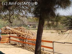 [P63] Friguia Park Tunisia - girafe » foto by nicole33
 - 
<span class="allrVoted glyphicon glyphicon-heart hidden" id="av1343550"></span>
<a class="m-l-10 hidden" id="sv1343550" onclick="voting_Foto_DelVot(,1343550,6402)" role="button">șterge vot <span class="glyphicon glyphicon-remove"></span></a>
<a id="v91343550" class=" c-red"  onclick="voting_Foto_SetVot(1343550)" role="button"><span class="glyphicon glyphicon-heart-empty"></span> <b>LIKE</b> = Votează poza</a> <img class="hidden"  id="f1343550W9" src="/imagini/loader.gif" border="0" /><span class="AjErrMes hidden" id="e1343550ErM"></span>