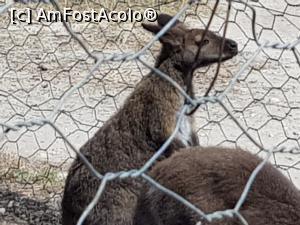 [P86] Friguia Park Tunisia - wallaby » foto by nicole33
 - 
<span class="allrVoted glyphicon glyphicon-heart hidden" id="av1343573"></span>
<a class="m-l-10 hidden" id="sv1343573" onclick="voting_Foto_DelVot(,1343573,6402)" role="button">șterge vot <span class="glyphicon glyphicon-remove"></span></a>
<a id="v91343573" class=" c-red"  onclick="voting_Foto_SetVot(1343573)" role="button"><span class="glyphicon glyphicon-heart-empty"></span> <b>LIKE</b> = Votează poza</a> <img class="hidden"  id="f1343573W9" src="/imagini/loader.gif" border="0" /><span class="AjErrMes hidden" id="e1343573ErM"></span>