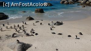 [P15] Simon's Town - colonia de pinguini de pe Boulders Beach » foto by gf.feder
 - 
<span class="allrVoted glyphicon glyphicon-heart hidden" id="av836645"></span>
<a class="m-l-10 hidden" id="sv836645" onclick="voting_Foto_DelVot(,836645,6488)" role="button">șterge vot <span class="glyphicon glyphicon-remove"></span></a>
<a id="v9836645" class=" c-red"  onclick="voting_Foto_SetVot(836645)" role="button"><span class="glyphicon glyphicon-heart-empty"></span> <b>LIKE</b> = Votează poza</a> <img class="hidden"  id="f836645W9" src="/imagini/loader.gif" border="0" /><span class="AjErrMes hidden" id="e836645ErM"></span>