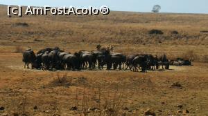 [P22] Rhino & Lion Nature Reserve, Krugersdorp - bivoli salbatici africani » foto by gf.feder
 - 
<span class="allrVoted glyphicon glyphicon-heart hidden" id="av837776"></span>
<a class="m-l-10 hidden" id="sv837776" onclick="voting_Foto_DelVot(,837776,6488)" role="button">șterge vot <span class="glyphicon glyphicon-remove"></span></a>
<a id="v9837776" class=" c-red"  onclick="voting_Foto_SetVot(837776)" role="button"><span class="glyphicon glyphicon-heart-empty"></span> <b>LIKE</b> = Votează poza</a> <img class="hidden"  id="f837776W9" src="/imagini/loader.gif" border="0" /><span class="AjErrMes hidden" id="e837776ErM"></span>
