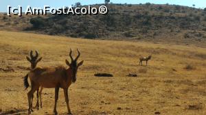 [P23] Rhino & Lion Nature Reserve, Krugersdorp - impala » foto by gf.feder
 - 
<span class="allrVoted glyphicon glyphicon-heart hidden" id="av837777"></span>
<a class="m-l-10 hidden" id="sv837777" onclick="voting_Foto_DelVot(,837777,6488)" role="button">șterge vot <span class="glyphicon glyphicon-remove"></span></a>
<a id="v9837777" class=" c-red"  onclick="voting_Foto_SetVot(837777)" role="button"><span class="glyphicon glyphicon-heart-empty"></span> <b>LIKE</b> = Votează poza</a> <img class="hidden"  id="f837777W9" src="/imagini/loader.gif" border="0" /><span class="AjErrMes hidden" id="e837777ErM"></span>