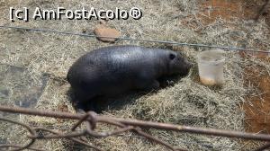 [P24] Rhino & Lion Nature Reserve, Krugersdorp » foto by gf.feder
 - 
<span class="allrVoted glyphicon glyphicon-heart hidden" id="av837778"></span>
<a class="m-l-10 hidden" id="sv837778" onclick="voting_Foto_DelVot(,837778,6488)" role="button">șterge vot <span class="glyphicon glyphicon-remove"></span></a>
<a id="v9837778" class=" c-red"  onclick="voting_Foto_SetVot(837778)" role="button"><span class="glyphicon glyphicon-heart-empty"></span> <b>LIKE</b> = Votează poza</a> <img class="hidden"  id="f837778W9" src="/imagini/loader.gif" border="0" /><span class="AjErrMes hidden" id="e837778ErM"></span>