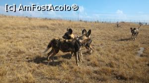 [P27] Rhino & Lion Nature Reserve, Krugersdorp - caini salbatici africani alergand pe langa masina noastra » foto by gf.feder
 - 
<span class="allrVoted glyphicon glyphicon-heart hidden" id="av837782"></span>
<a class="m-l-10 hidden" id="sv837782" onclick="voting_Foto_DelVot(,837782,6488)" role="button">șterge vot <span class="glyphicon glyphicon-remove"></span></a>
<a id="v9837782" class=" c-red"  onclick="voting_Foto_SetVot(837782)" role="button"><span class="glyphicon glyphicon-heart-empty"></span> <b>LIKE</b> = Votează poza</a> <img class="hidden"  id="f837782W9" src="/imagini/loader.gif" border="0" /><span class="AjErrMes hidden" id="e837782ErM"></span>