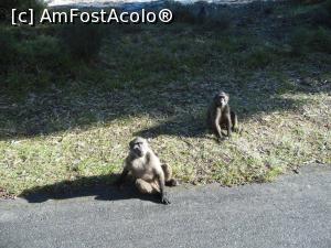 [P28] Peninsula Cape - babuini » foto by gf.feder
 - 
<span class="allrVoted glyphicon glyphicon-heart hidden" id="av837785"></span>
<a class="m-l-10 hidden" id="sv837785" onclick="voting_Foto_DelVot(,837785,6488)" role="button">șterge vot <span class="glyphicon glyphicon-remove"></span></a>
<a id="v9837785" class=" c-red"  onclick="voting_Foto_SetVot(837785)" role="button"><span class="glyphicon glyphicon-heart-empty"></span> <b>LIKE</b> = Votează poza</a> <img class="hidden"  id="f837785W9" src="/imagini/loader.gif" border="0" /><span class="AjErrMes hidden" id="e837785ErM"></span>