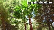 [P13] frumosii palmieri » foto by ionut_net
 - 
<span class="allrVoted glyphicon glyphicon-heart hidden" id="av102876"></span>
<a class="m-l-10 hidden" id="sv102876" onclick="voting_Foto_DelVot(,102876,6638)" role="button">șterge vot <span class="glyphicon glyphicon-remove"></span></a>
<a id="v9102876" class=" c-red"  onclick="voting_Foto_SetVot(102876)" role="button"><span class="glyphicon glyphicon-heart-empty"></span> <b>LIKE</b> = Votează poza</a> <img class="hidden"  id="f102876W9" src="/imagini/loader.gif" border="0" /><span class="AjErrMes hidden" id="e102876ErM"></span>