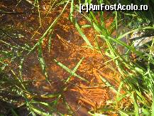 [P11] Un bustean doborat ma conduce totusi la un astfel de ochi de apa minerala » foto by dorgo
 - 
<span class="allrVoted glyphicon glyphicon-heart hidden" id="av108374"></span>
<a class="m-l-10 hidden" id="sv108374" onclick="voting_Foto_DelVot(,108374,6723)" role="button">șterge vot <span class="glyphicon glyphicon-remove"></span></a>
<a id="v9108374" class=" c-red"  onclick="voting_Foto_SetVot(108374)" role="button"><span class="glyphicon glyphicon-heart-empty"></span> <b>LIKE</b> = Votează poza</a> <img class="hidden"  id="f108374W9" src="/imagini/loader.gif" border="0" /><span class="AjErrMes hidden" id="e108374ErM"></span>