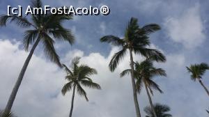 [P99] Alte două săptămâni în Paradis - cocotierii » foto by nicole33
 - 
<span class="allrVoted glyphicon glyphicon-heart hidden" id="av1045002"></span>
<a class="m-l-10 hidden" id="sv1045002" onclick="voting_Foto_DelVot(,1045002,6729)" role="button">șterge vot <span class="glyphicon glyphicon-remove"></span></a>
<a id="v91045002" class=" c-red"  onclick="voting_Foto_SetVot(1045002)" role="button"><span class="glyphicon glyphicon-heart-empty"></span> <b>LIKE</b> = Votează poza</a> <img class="hidden"  id="f1045002W9" src="/imagini/loader.gif" border="0" /><span class="AjErrMes hidden" id="e1045002ErM"></span>