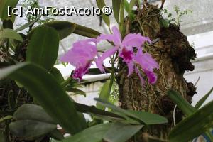 [P24] Rio de Janeiro, Grădina Botanică, Orhidarium, Floare de orhidee » foto by mprofeanu
 - 
<span class="allrVoted glyphicon glyphicon-heart hidden" id="av1154934"></span>
<a class="m-l-10 hidden" id="sv1154934" onclick="voting_Foto_DelVot(,1154934,6730)" role="button">șterge vot <span class="glyphicon glyphicon-remove"></span></a>
<a id="v91154934" class=" c-red"  onclick="voting_Foto_SetVot(1154934)" role="button"><span class="glyphicon glyphicon-heart-empty"></span> <b>LIKE</b> = Votează poza</a> <img class="hidden"  id="f1154934W9" src="/imagini/loader.gif" border="0" /><span class="AjErrMes hidden" id="e1154934ErM"></span>