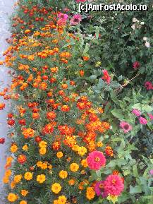 [P13] Ce poate fi mai frumos decat o floare? Mai multe flori! » foto by dorgo
 - 
<span class="allrVoted glyphicon glyphicon-heart hidden" id="av109015"></span>
<a class="m-l-10 hidden" id="sv109015" onclick="voting_Foto_DelVot(,109015,6748)" role="button">șterge vot <span class="glyphicon glyphicon-remove"></span></a>
<a id="v9109015" class=" c-red"  onclick="voting_Foto_SetVot(109015)" role="button"><span class="glyphicon glyphicon-heart-empty"></span> <b>LIKE</b> = Votează poza</a> <img class="hidden"  id="f109015W9" src="/imagini/loader.gif" border="0" /><span class="AjErrMes hidden" id="e109015ErM"></span>