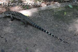 [P12] Foz do Iguaçu, Parcul Păsărilor, Reptila Tegu Negru, face parte din decor, umblă liberă pe alee...  » foto by mprofeanu
 - 
<span class="allrVoted glyphicon glyphicon-heart hidden" id="av1158742"></span>
<a class="m-l-10 hidden" id="sv1158742" onclick="voting_Foto_DelVot(,1158742,6751)" role="button">șterge vot <span class="glyphicon glyphicon-remove"></span></a>
<a id="v91158742" class=" c-red"  onclick="voting_Foto_SetVot(1158742)" role="button"><span class="glyphicon glyphicon-heart-empty"></span> <b>LIKE</b> = Votează poza</a> <img class="hidden"  id="f1158742W9" src="/imagini/loader.gif" border="0" /><span class="AjErrMes hidden" id="e1158742ErM"></span>