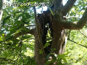 [P34] Copac spre cascada Fonias » foto by Mika
 - 
<span class="allrVoted glyphicon glyphicon-heart hidden" id="av1232574"></span>
<a class="m-l-10 hidden" id="sv1232574" onclick="voting_Foto_DelVot(,1232574,6801)" role="button">șterge vot <span class="glyphicon glyphicon-remove"></span></a>
<a id="v91232574" class=" c-red"  onclick="voting_Foto_SetVot(1232574)" role="button"><span class="glyphicon glyphicon-heart-empty"></span> <b>LIKE</b> = Votează poza</a> <img class="hidden"  id="f1232574W9" src="/imagini/loader.gif" border="0" /><span class="AjErrMes hidden" id="e1232574ErM"></span>