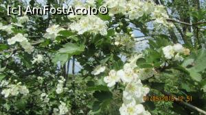 [P08] ... flori si o albinuta harnica... la munca!  » foto by EL CAMINANTE
 - 
<span class="allrVoted glyphicon glyphicon-heart hidden" id="av734822"></span>
<a class="m-l-10 hidden" id="sv734822" onclick="voting_Foto_DelVot(,734822,6824)" role="button">șterge vot <span class="glyphicon glyphicon-remove"></span></a>
<a id="v9734822" class=" c-red"  onclick="voting_Foto_SetVot(734822)" role="button"><span class="glyphicon glyphicon-heart-empty"></span> <b>LIKE</b> = Votează poza</a> <img class="hidden"  id="f734822W9" src="/imagini/loader.gif" border="0" /><span class="AjErrMes hidden" id="e734822ErM"></span>