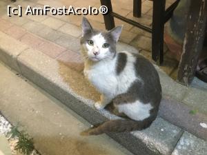 [P11] Stiam ca vom avea si musafiri, sunt cunoscuti in Thassos » foto by mishu
 - 
<span class="allrVoted glyphicon glyphicon-heart hidden" id="av1159719"></span>
<a class="m-l-10 hidden" id="sv1159719" onclick="voting_Foto_DelVot(,1159719,6854)" role="button">șterge vot <span class="glyphicon glyphicon-remove"></span></a>
<a id="v91159719" class=" c-red"  onclick="voting_Foto_SetVot(1159719)" role="button"><span class="glyphicon glyphicon-heart-empty"></span> <b>LIKE</b> = Votează poza</a> <img class="hidden"  id="f1159719W9" src="/imagini/loader.gif" border="0" /><span class="AjErrMes hidden" id="e1159719ErM"></span>