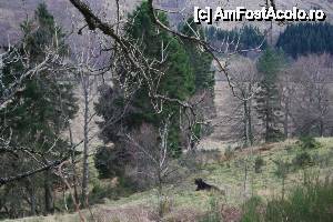 [P51] Un alt exemplar, aflat ceva mai la distanță.  » foto by ariciu*
 - 
<span class="allrVoted glyphicon glyphicon-heart hidden" id="av502428"></span>
<a class="m-l-10 hidden" id="sv502428" onclick="voting_Foto_DelVot(,502428,6898)" role="button">șterge vot <span class="glyphicon glyphicon-remove"></span></a>
<a id="v9502428" class=" c-red"  onclick="voting_Foto_SetVot(502428)" role="button"><span class="glyphicon glyphicon-heart-empty"></span> <b>LIKE</b> = Votează poza</a> <img class="hidden"  id="f502428W9" src="/imagini/loader.gif" border="0" /><span class="AjErrMes hidden" id="e502428ErM"></span>