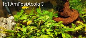 [P10] Acvariul cu pești - pe terasă. » foto by tata123 🔱
 - 
<span class="allrVoted glyphicon glyphicon-heart hidden" id="av1518609"></span>
<a class="m-l-10 hidden" id="sv1518609" onclick="voting_Foto_DelVot(,1518609,6927)" role="button">șterge vot <span class="glyphicon glyphicon-remove"></span></a>
<a id="v91518609" class=" c-red"  onclick="voting_Foto_SetVot(1518609)" role="button"><span class="glyphicon glyphicon-heart-empty"></span> <b>LIKE</b> = Votează poza</a> <img class="hidden"  id="f1518609W9" src="/imagini/loader.gif" border="0" /><span class="AjErrMes hidden" id="e1518609ErM"></span>