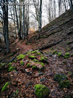 [P57] Minunățiile naturii » foto by cata2106
 - 
<span class="allrVoted glyphicon glyphicon-heart hidden" id="av1271838"></span>
<a class="m-l-10 hidden" id="sv1271838" onclick="voting_Foto_DelVot(,1271838,7135)" role="button">șterge vot <span class="glyphicon glyphicon-remove"></span></a>
<a id="v91271838" class=" c-red"  onclick="voting_Foto_SetVot(1271838)" role="button"><span class="glyphicon glyphicon-heart-empty"></span> <b>LIKE</b> = Votează poza</a> <img class="hidden"  id="f1271838W9" src="/imagini/loader.gif" border="0" /><span class="AjErrMes hidden" id="e1271838ErM"></span>