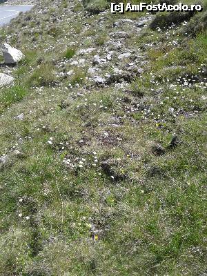 [P53] Transalpina acum, în multe imagini și puține cuvinte - Pietre și flori...  » foto by Lyssys
 - 
<span class="allrVoted glyphicon glyphicon-heart hidden" id="av636537"></span>
<a class="m-l-10 hidden" id="sv636537" onclick="voting_Foto_DelVot(,636537,7149)" role="button">șterge vot <span class="glyphicon glyphicon-remove"></span></a>
<a id="v9636537" class=" c-red"  onclick="voting_Foto_SetVot(636537)" role="button"><span class="glyphicon glyphicon-heart-empty"></span> <b>LIKE</b> = Votează poza</a> <img class="hidden"  id="f636537W9" src="/imagini/loader.gif" border="0" /><span class="AjErrMes hidden" id="e636537ErM"></span>