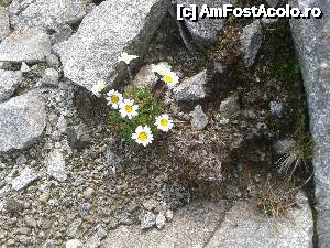 [P54] Transalpina acum, în multe imagini și puține cuvinte - Margarete sau mușețel, aceasta-i întrebarea!?!  » foto by Lyssys
 - 
<span class="allrVoted glyphicon glyphicon-heart hidden" id="av636538"></span>
<a class="m-l-10 hidden" id="sv636538" onclick="voting_Foto_DelVot(,636538,7149)" role="button">șterge vot <span class="glyphicon glyphicon-remove"></span></a>
<a id="v9636538" class=" c-red"  onclick="voting_Foto_SetVot(636538)" role="button"><span class="glyphicon glyphicon-heart-empty"></span> <b>LIKE</b> = Votează poza</a> <img class="hidden"  id="f636538W9" src="/imagini/loader.gif" border="0" /><span class="AjErrMes hidden" id="e636538ErM"></span>
