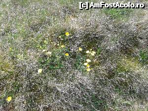 [P56] Transalpina acum, în multe imagini și puține cuvinte - N-am zărit, în niciuna din cele trei zile, nici măcar o floare roșie...  » foto by Lyssys
 - 
<span class="allrVoted glyphicon glyphicon-heart hidden" id="av636542"></span>
<a class="m-l-10 hidden" id="sv636542" onclick="voting_Foto_DelVot(,636542,7149)" role="button">șterge vot <span class="glyphicon glyphicon-remove"></span></a>
<a id="v9636542" class=" c-red"  onclick="voting_Foto_SetVot(636542)" role="button"><span class="glyphicon glyphicon-heart-empty"></span> <b>LIKE</b> = Votează poza</a> <img class="hidden"  id="f636542W9" src="/imagini/loader.gif" border="0" /><span class="AjErrMes hidden" id="e636542ErM"></span>